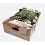 Ananas frais bio Cayenne Lisse Carton 6kg
